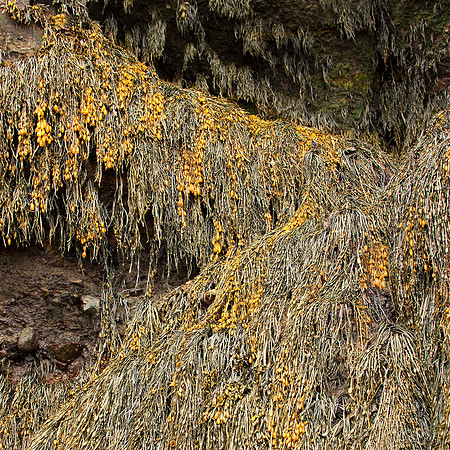 Seaweed3_0221