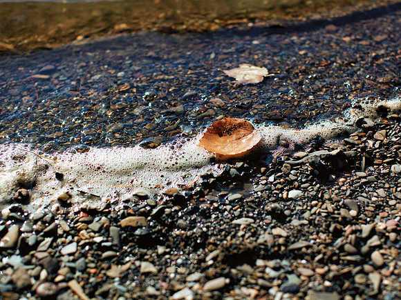 LeafFoam_20