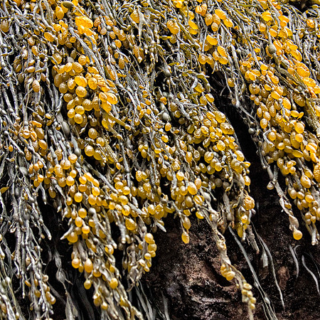 Seaweed5_0236