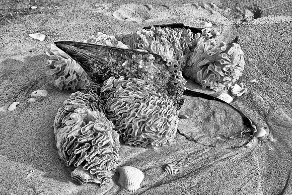 Bwshells196