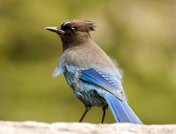 Bird2_0083
