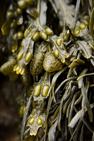 Seaweed2_0240