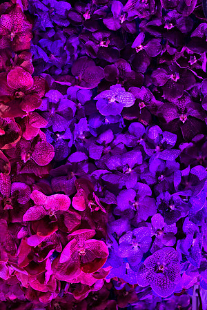 Violets_0144