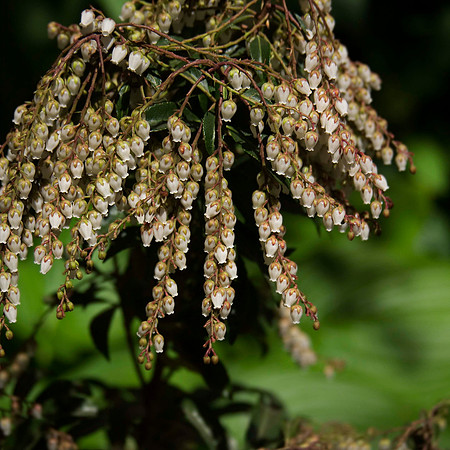 LilyValley_0183