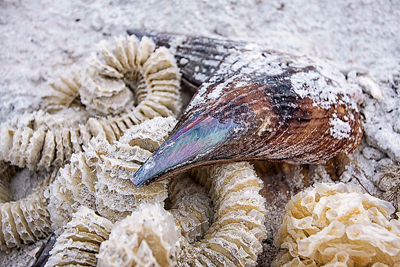 Colorshell