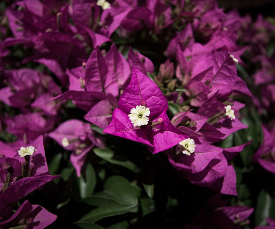 Magenta Flower_0171