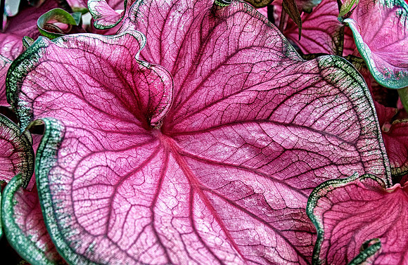 Leaves1