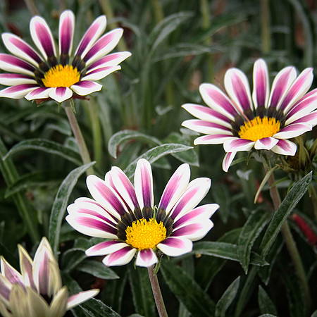 Daisys_0090