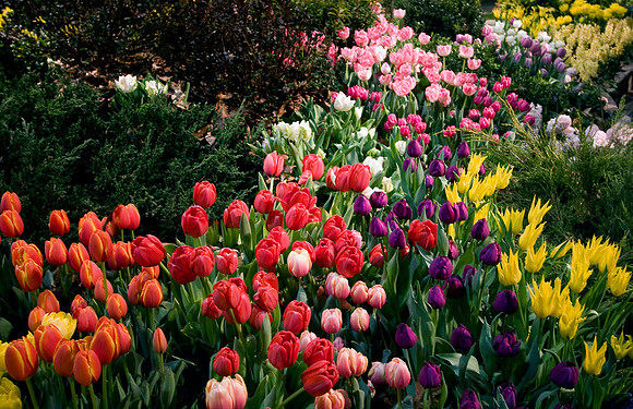 Tulips1.1