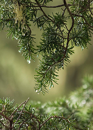 PineDrops_0022