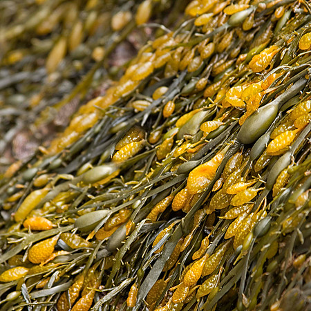 Seaweed4_0217