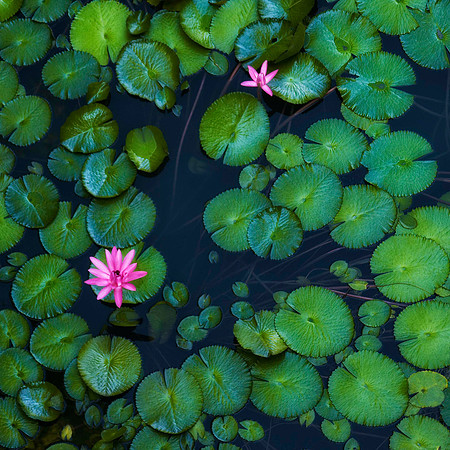 LilyPad_0097