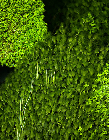 Greens_0174