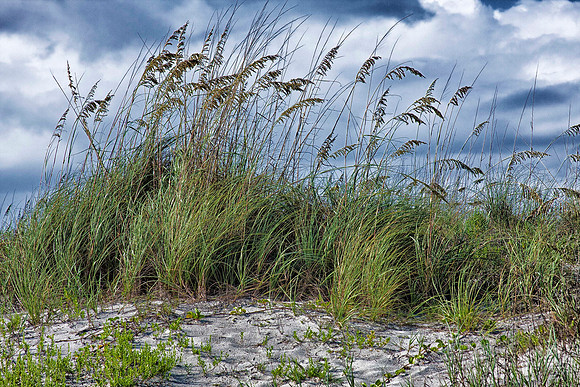 Reeds